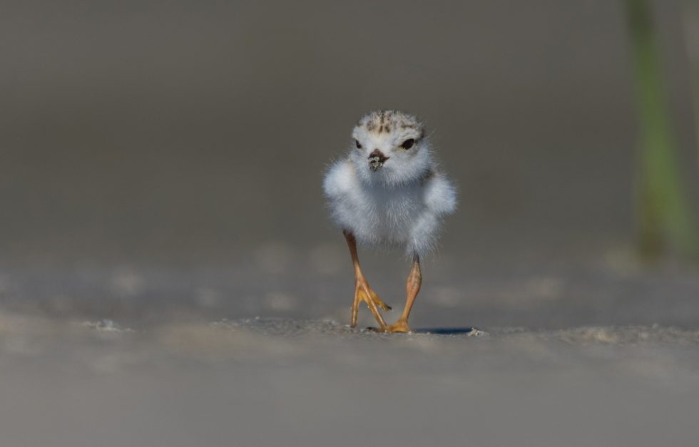 Piping Plover Chick 35076135454