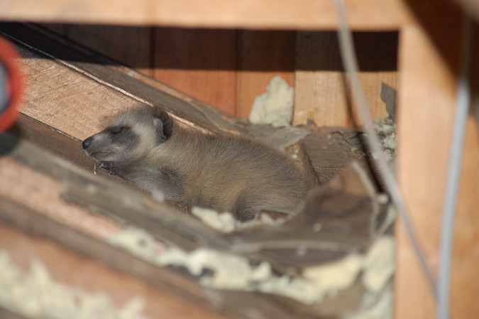 Abandoned baby raccoon in the farmhouse attic.