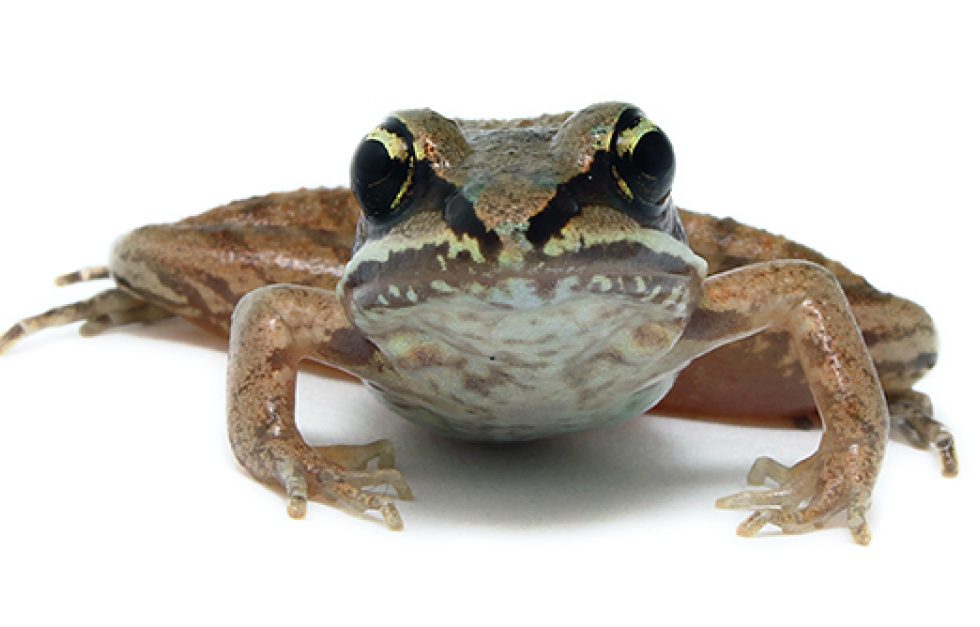 Wood Frog Jacques Durocher Shutterstock 59099128 Web