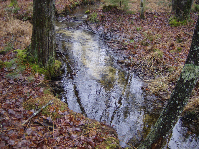 A view of Eaton Brook, a tributary of the Merriland River