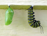 Monarch chrysalis and larva