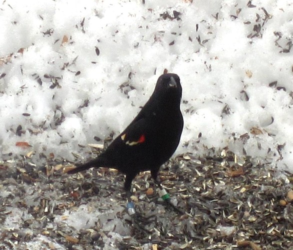Color-banded Red-winged Blackbird photographed by Bonnie Thomas in Kennebunk.