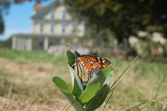 Monarch on milkweed start with farmhouse beyond