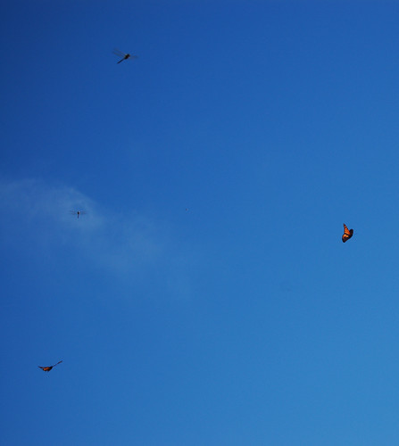Blue sky, two monarchs, two dragonflies