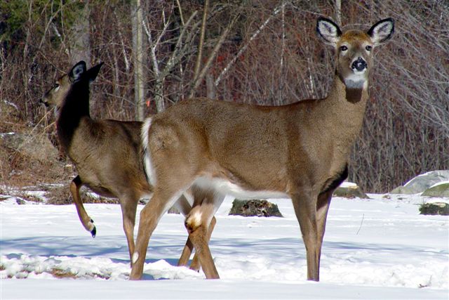 Two White-tailed Deer in snow. Photo by Frank Wolfe.