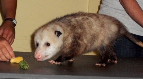 Orson the opossum